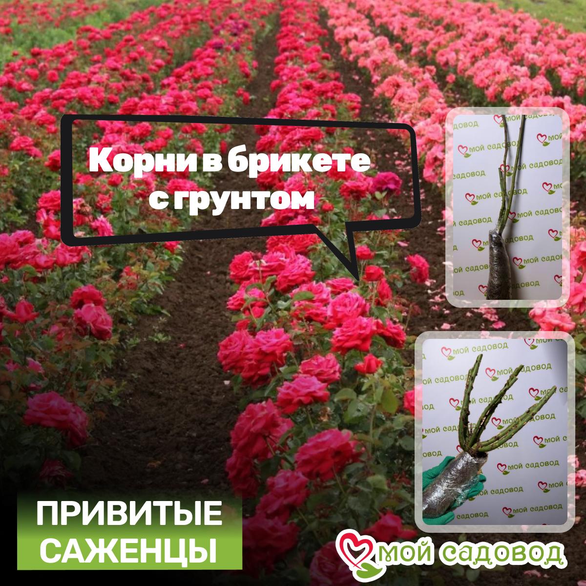 Роза Рапсодия ин Блю