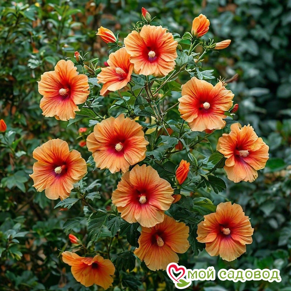 Гибискус Кристал Рэй