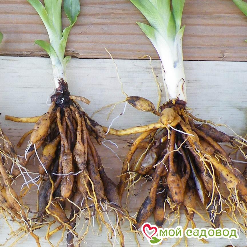 Лилейник Фантастик Руж